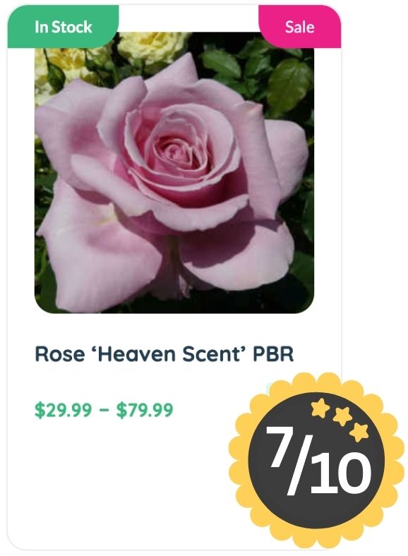 A close-up of a pink rose labeled 'Heaven Scent' PBR, renowned for its delightful rose smell, marked in stock and on sale, priced between $29.99 and $79.99, rated 7 out of 10.