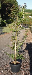 An Acer 'Elegans' Japanese Maple 16" pot, supported by a bamboo stake, rests along the gravel path amid lush greenery with a charming fence in the background.