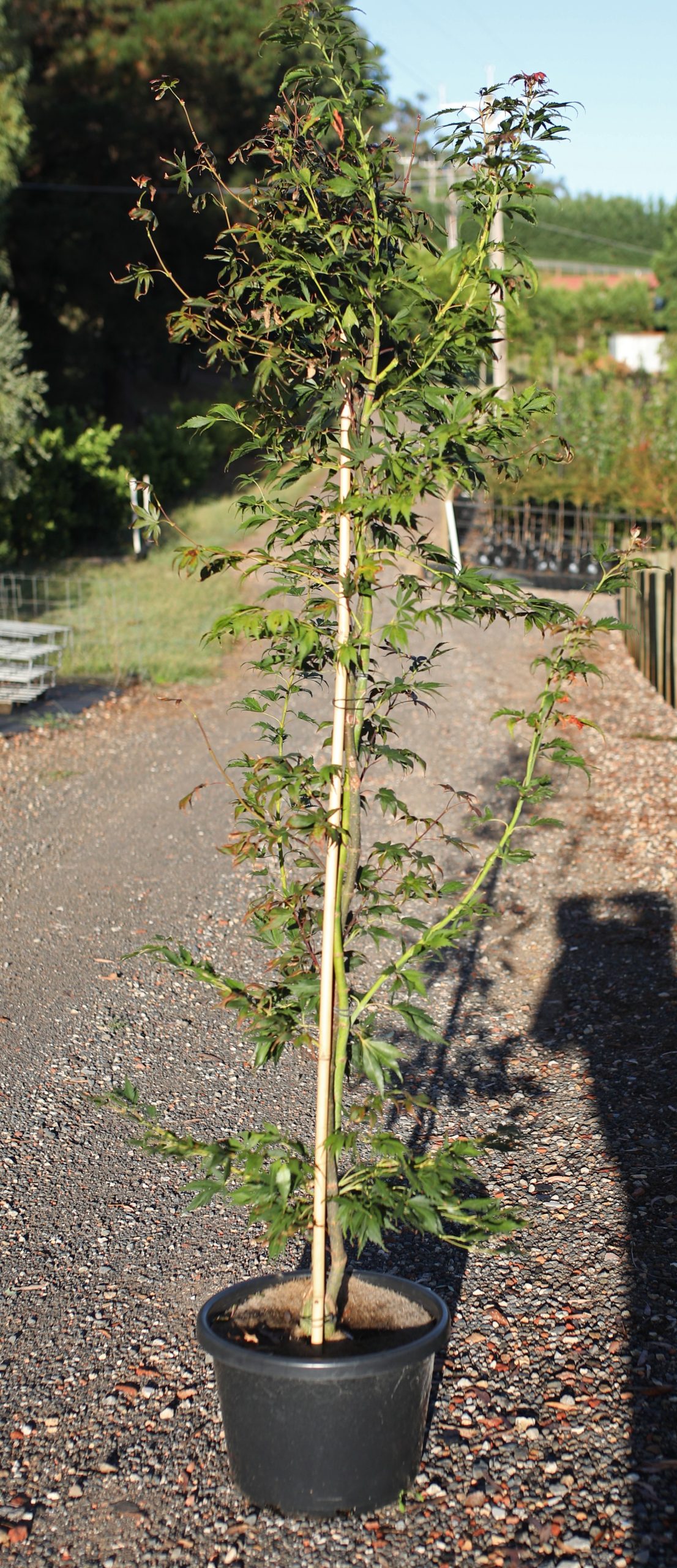 An Acer 'Elegans' Japanese Maple 16" pot, supported by a bamboo stake, rests along the gravel path amid lush greenery with a charming fence in the background.