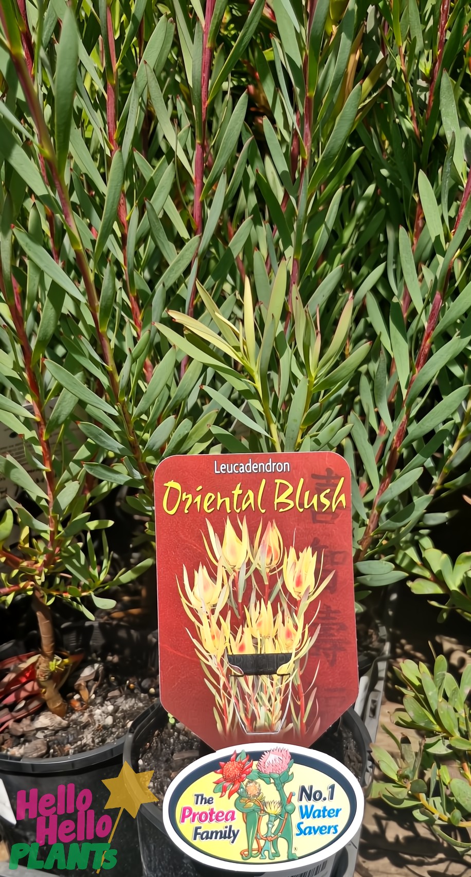 6" potted Leucadendron 'Oriental Blush' features lush green leaves under a decorative sign with a flower illustration, labeled by "Hello Hello Plants" as the "No.1 Water Savers.
