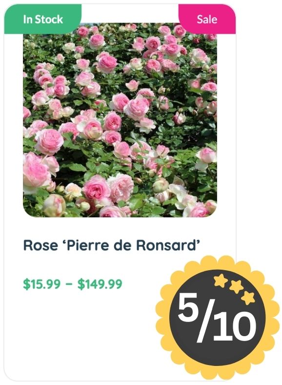 A garden bed of pink and white ‘Pierre de Ronsard’ roses is shown, known for their delightful rose smell. The plant is on sale, priced from $15.99 to $149.99, with a 5 out of 10 rating.