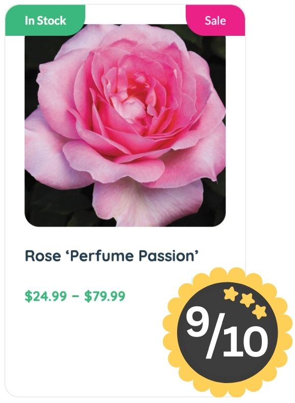 Close-up of a pink rose labeled "Rose ‘Perfume Passion’" for sale, priced from $24.99 to $79.99; a 9 out of 10 rating badge highlights its exquisite rose smell.