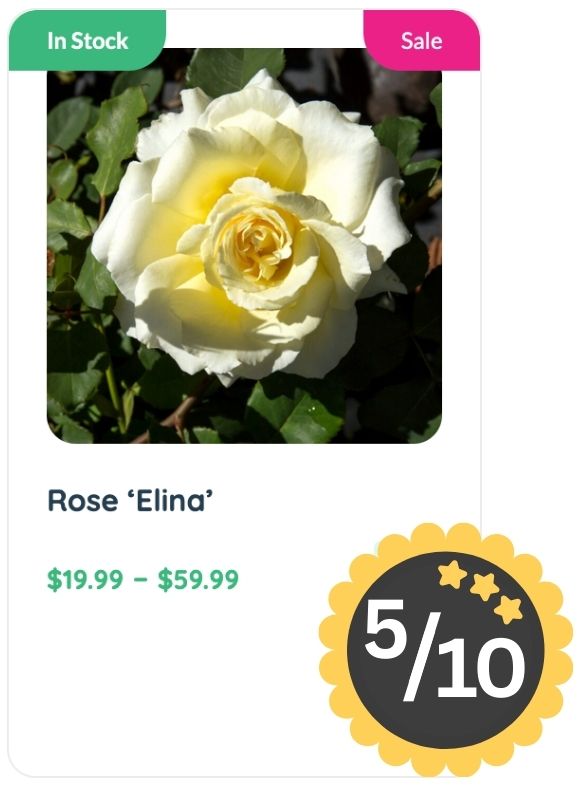 A yellow-centered white rose labeled "Rose ‘Elina’" is shown for sale, priced $19.99–$59.99, noted for its delicate Rose Smell, marked as in stock and on sale, with a 5 out of 10 rating badge.