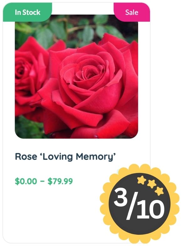 Close-up of a red rose labeled "Loving Memory" for sale, noted for its delicate Rose Smell, with price range shown, "In Stock" and "Sale" tags, and a 3 out of 10 rating badge.