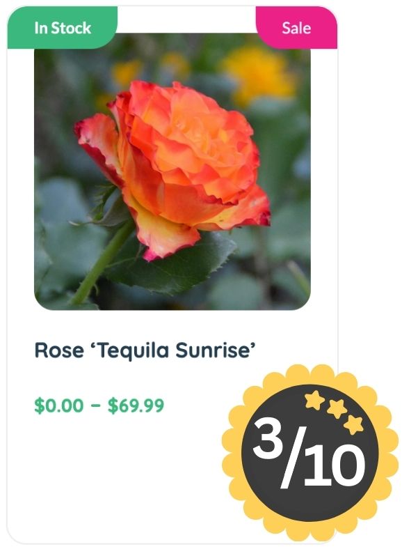 A vibrant orange and yellow rose labeled 'Tequila Sunrise' is shown for sale, priced from $0.00 to $69.99, with a 3 out of 10 rating badge and a light Rose Smell.