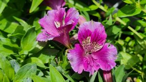 Amid lush green leaves, two vibrant purple flowers with white and dark center markings evoke the exquisite beauty of the Alstroemeria 'Inca Flamingo' Peruvian Lily.