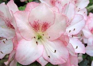 An Azalea 'Amy' in a 6" pot brings calm beauty to any space, just like a peaceful day at the seaside with gentle waves and blue skies.