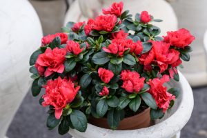 A vibrant Azalea 'Fred Colbert' with lush red flowers and dark green leaves is elegantly displayed on a white stone pedestal.