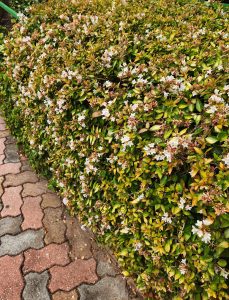 A neatly trimmed Abelia nana 'Dwarf' hedge with small white flowers borders a brick-patterned pathway.