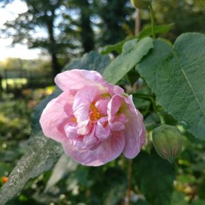 A pink flower with multiple petals and a yellow center, framed by lush green leaves, graces the garden. Soft sunlight filters through the trees behind, casting a gentle glow reminiscent of the captivating charm of an Abutilon 'Red Emperor' 6" Pot.