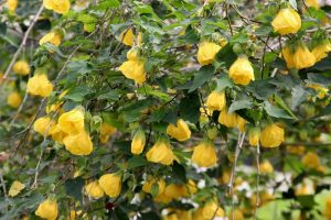 A dense cluster of leafy branches with numerous hanging yellow flowers in bloom.