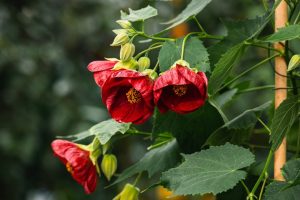 Red flowers with green leaves and unopened buds on a plant against a blurred background.