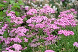Achillea 'Cloth of Gold' Yarrow features vibrant clusters that bloom elegantly amid lush green foliage in gardens.