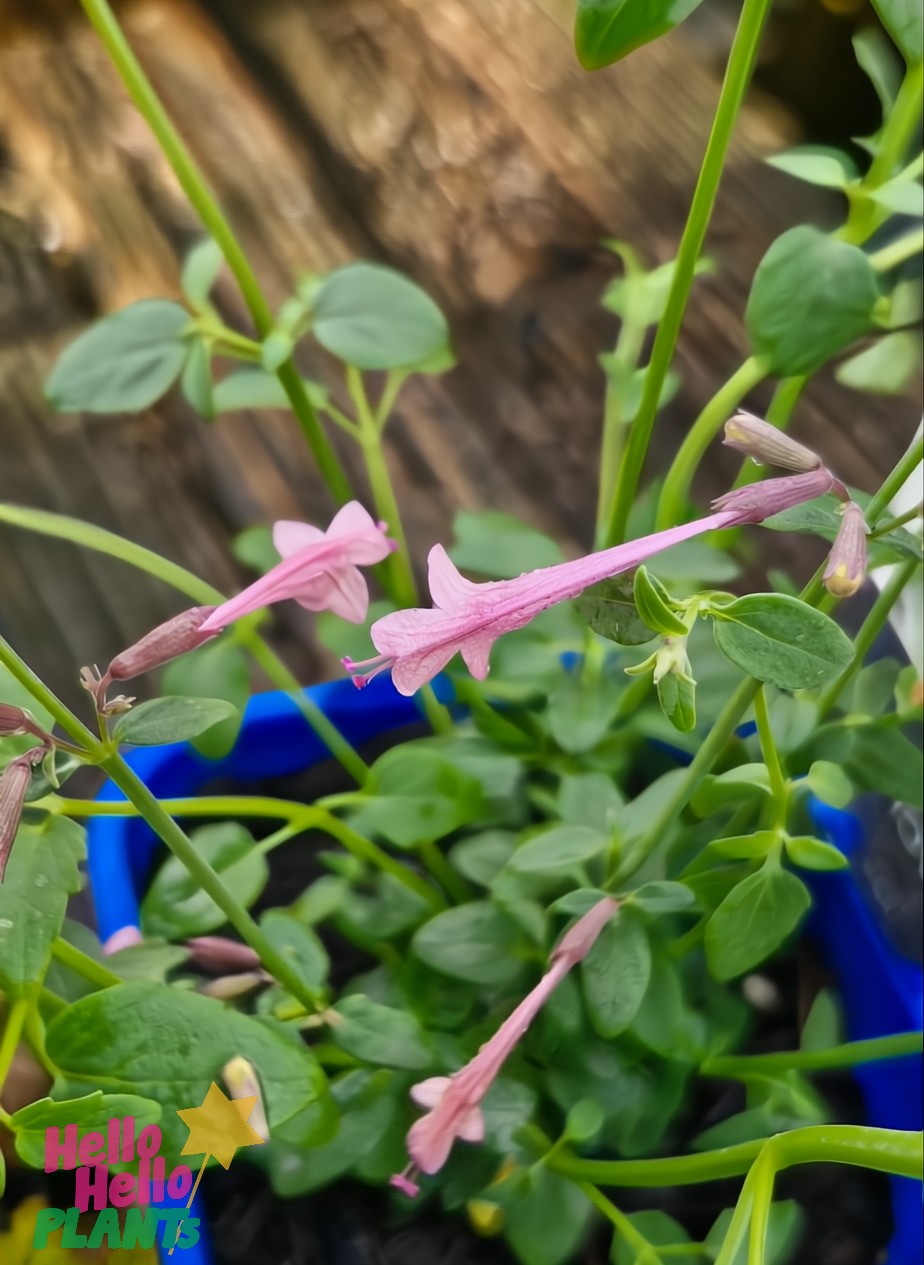 A close-up of an Agastache 'Forever Summer Berry' 4" Pot displays its pink tubular flowers and lush green leaves elegantly placed on a wooden surface.