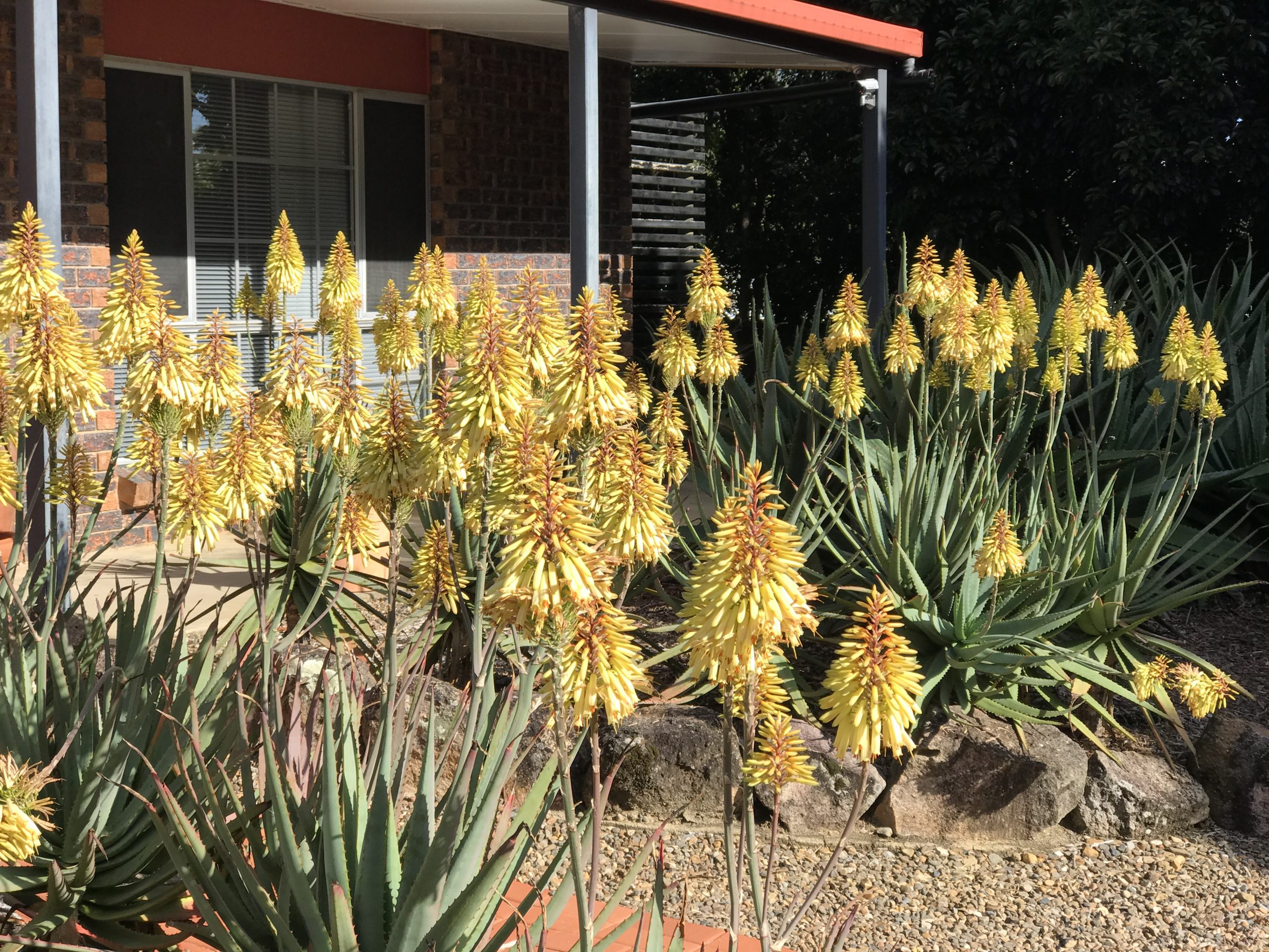 Aloe 'Moonglow™' displays bright yellow flowers blooming in a garden bed edged with rocks in front of a house with a brick wall and covered verandah.