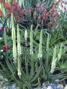 Aloe 'Moonglow™' features tall flowering stalks and spiky green leaves, thriving among rocks and other succulents.