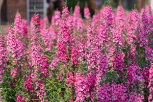 A field densely populated with blooming pink and magenta snapdragon flowers, with greenery visible at the base.
