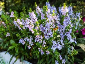 Clusters of purple and white flowers with green leaves bask in the sunlight, reminiscent of the tranquil beauty of Angelonia 'Serena Pink,' thriving together in a perfect 4" pot.
