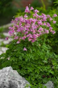 Aquilegia 'Black Barlow' thrives in rocky garden landscapes, showcasing pink columbine flowers and vibrant green foliage.