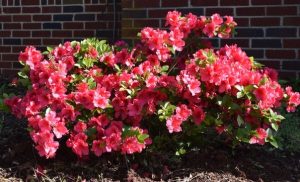 A cluster of vibrant Azalea 'Gumpo Pink' flowers in a 6" pot stands out beautifully against the brick wall background.