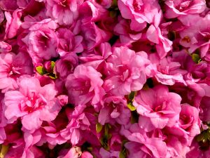 A vibrant cluster of Azalea 'Fred Colbert' flowers in full bloom with lush green leaves peeking through, available in a 6" pot.