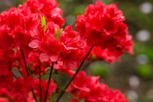 A close-up of vibrant Azalea 'White Eureka' flowers, their striking petals surrounded by lush green leaves, set against a softly blurred natural background.