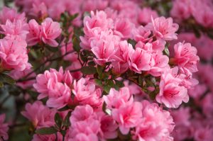 Close-up of blooming pink Azalea 'Amy' flowers with green leaves in soft focus.