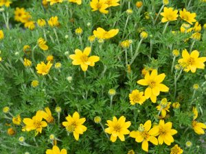 A lush Bidens 'Goldmound' in a 6" pot showcases yellow blooms surrounded by vibrant green foliage.