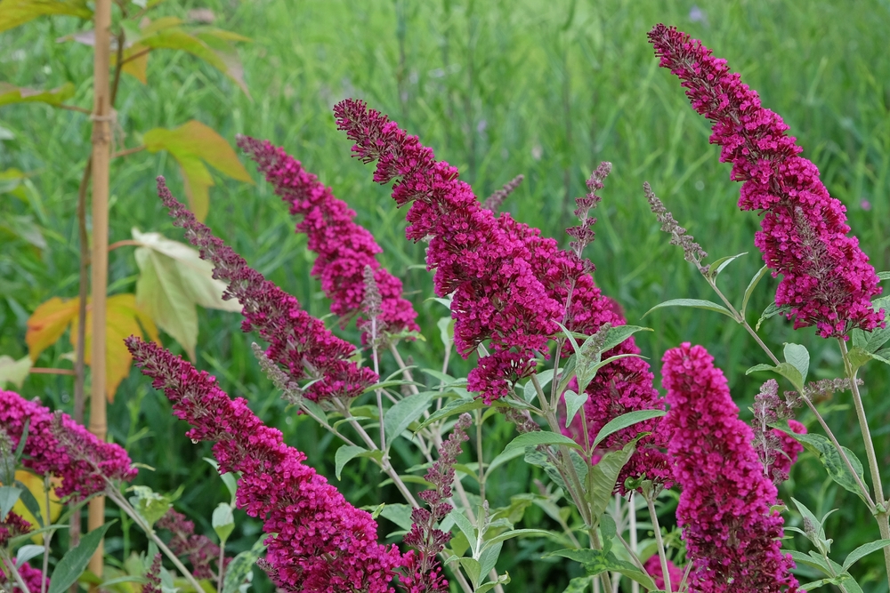Purple buddleia flowers in bloom, clustered on tall stems, set against a backdrop of lush green foliage.