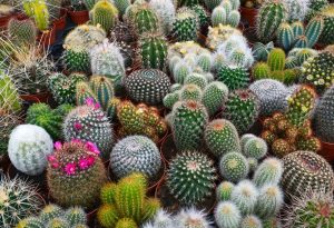 A diverse collection of spiky cacti in small pots, some with pink flowers, densely arranged and viewed from above.