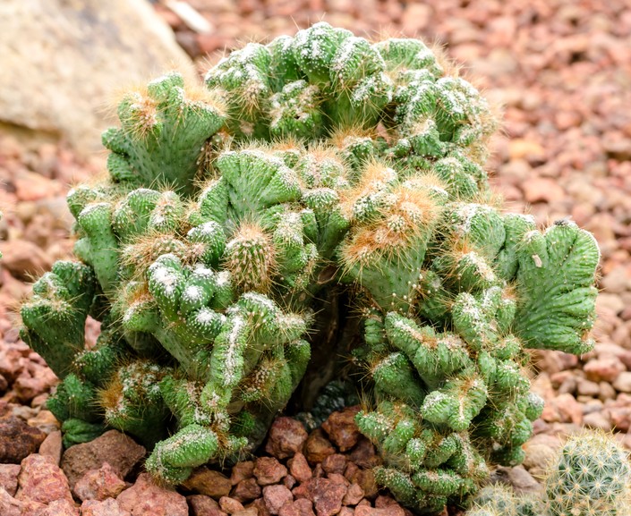 A Cereus peruvianus Monstrose in a 7" pot, with green clusters featuring white speckles and brown spines, flourishes on reddish-brown pebbles.