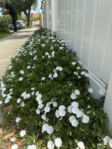 A lush cluster of white morning glory flowers with some green leaves grows along a white fence on a sidewalk. A person is in the background near a tree.