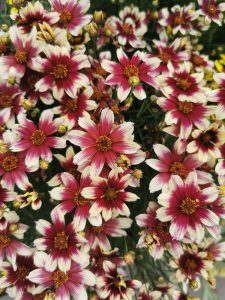 Clusters of red and white flowers with yellow centers in full bloom, displaying a dense pattern of petals.