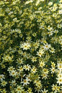 A vibrant field of Coreopsis 'Moonbeam' in bloom, with small yellow petals and green stems, is densely packed under natural sunlight, stretching into the distance.