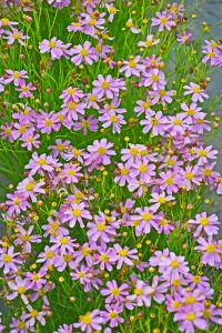 A dense cluster of small pink flowers with yellow centers and slender green stems.
