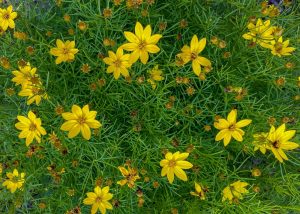 Top view of vibrant yellow flowers with pointed petals surrounded by green foliage. Some flowers are in full bloom, while others appear to be wilting or in bud form.