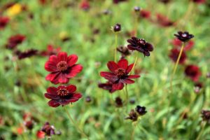 In a green field, Cosmos 'Cherry Chocolate' in a 6" pot flourish with dark red blossoms and rich, velvety petals.