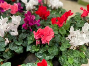 A display of cyclamen flowers with vibrant pink, red, white, and purple blossoms surrounded by green leaves.
