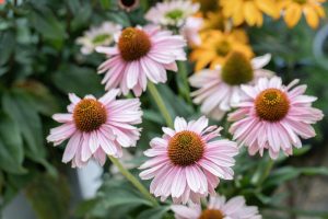 The Echinacea 'Primadonna Pink' 6" Pot blooms with striking pink petals that stand out against green leaves and yellow flowers, creating a stunning garden display full of natural vibrancy and charm.