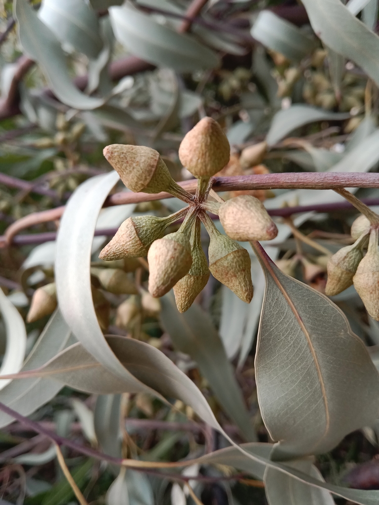 A close-up of the Corymbia 'Baby Citro™' Gum displays clusters of unopened cone-shaped flower buds and elongated, curved leaves.