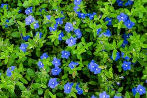The Evolvulus 'Blue Eyes' 6" Pot boasts a dense cluster of small, vibrant blue flowers with lush green leaves that gracefully cover the ground.
