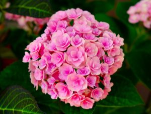 A cluster of pink Hydrangea 'Princess Diana' PBR flowers in full bloom, encircled by lush green leaves in an 8" pot.