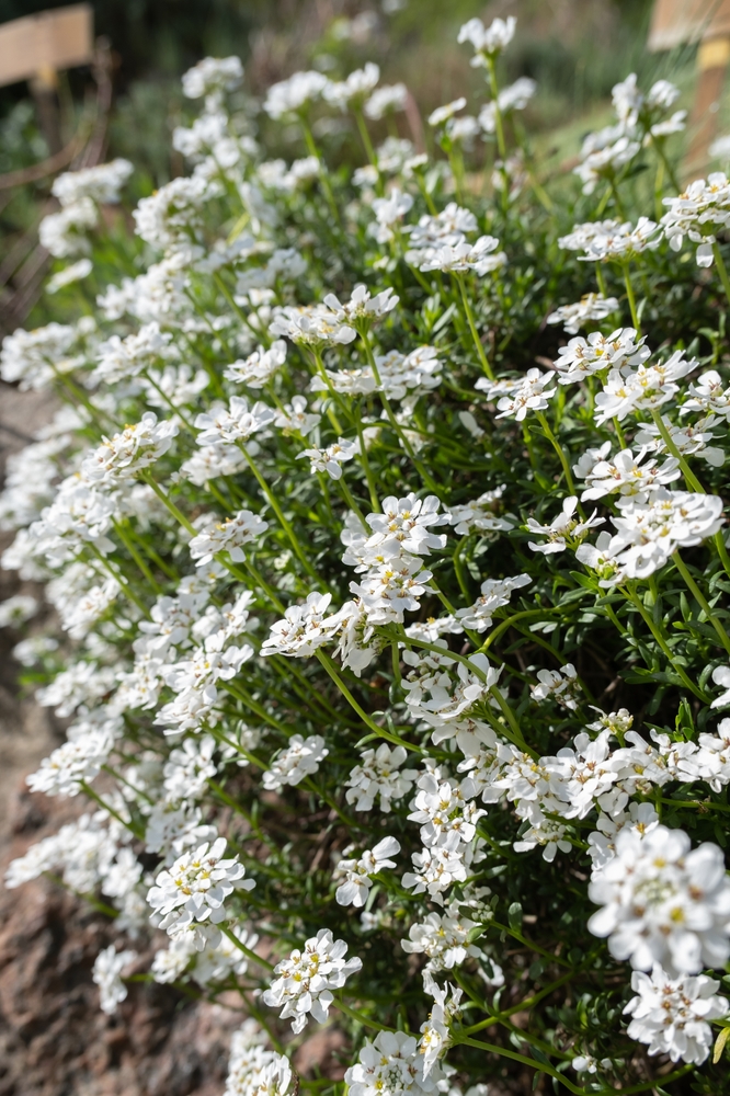 Iberis 'Candy Tuft' flourishes densely in gardens with its delicate white blooms and lush greenery.