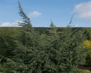 Tall conifer trees against a blue sky with clouds and a hedge in the background.