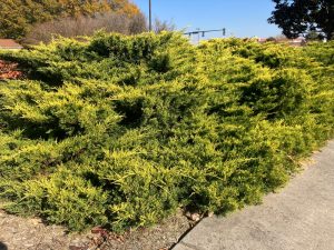 Bushes with green and yellow foliage alongside a sidewalk, under a clear blue sky.