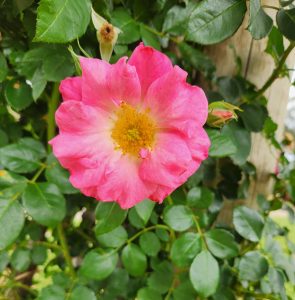 Close-up of Rose 'Ali Baba' Climber, showcasing vibrant pink petals with a gentle yellow center, framed by lush green foliage.