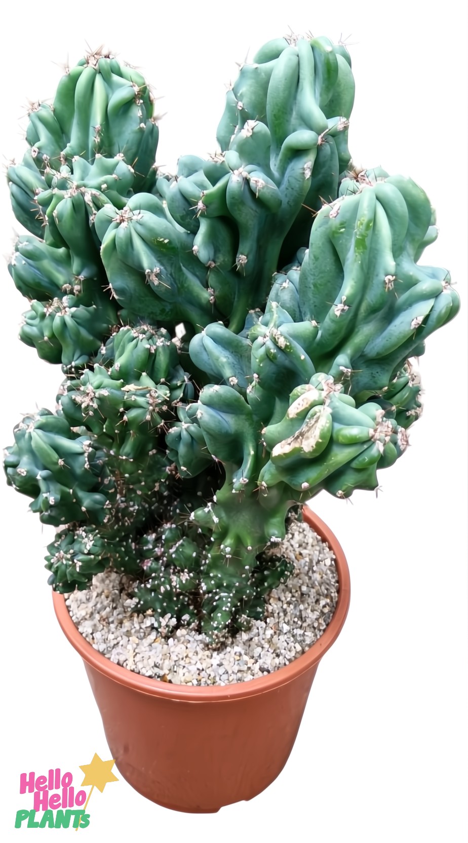 A Cereus peruvianus Monstrose 7" Pot cactus, featuring multiple branches with a dark green, bumpy texture and small spines, displayed against a white background.