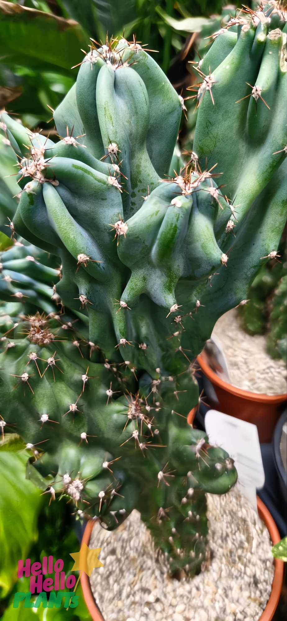 In a 7" pot, the Cereus peruvianus Monstrose cactus flaunts multiple ridges and white spines, surrounded by pebbles, with vibrant greenery in the background.
