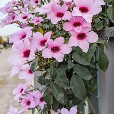 Pink flowers with dark centers grow on a vine with green leaves, draped over a fence or railing.
