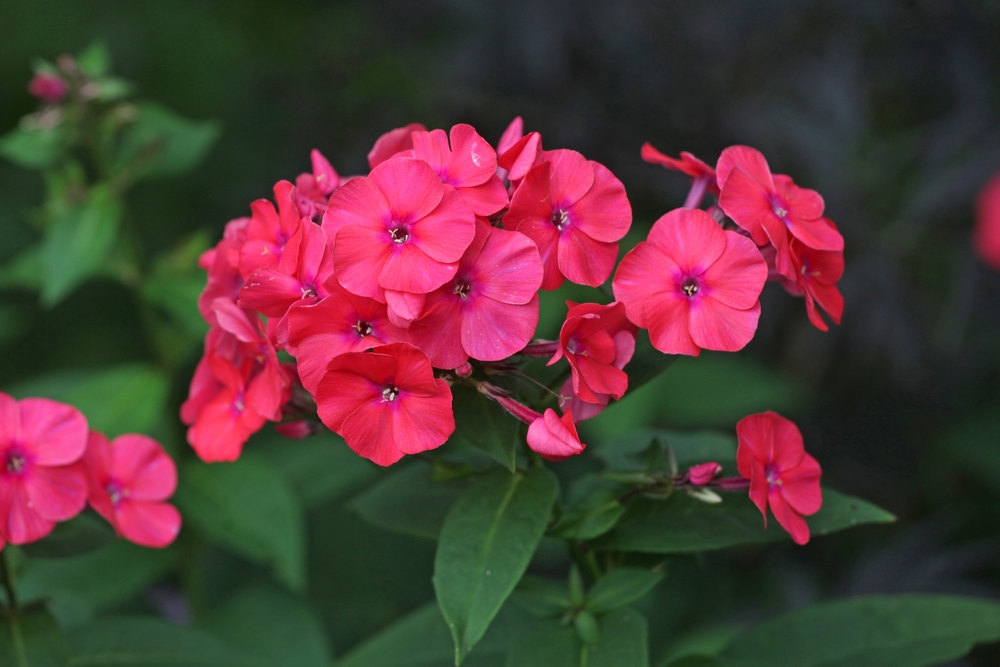 Close-up of vibrant Phlox 'Famous Cerise' blooms with lush green foliage in the background, thriving beautifully in their 4" pot.